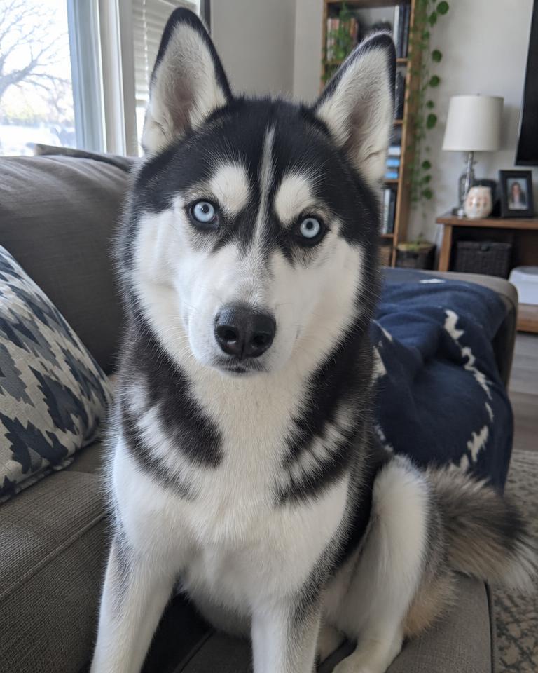 A husky photographed on the couch at home
